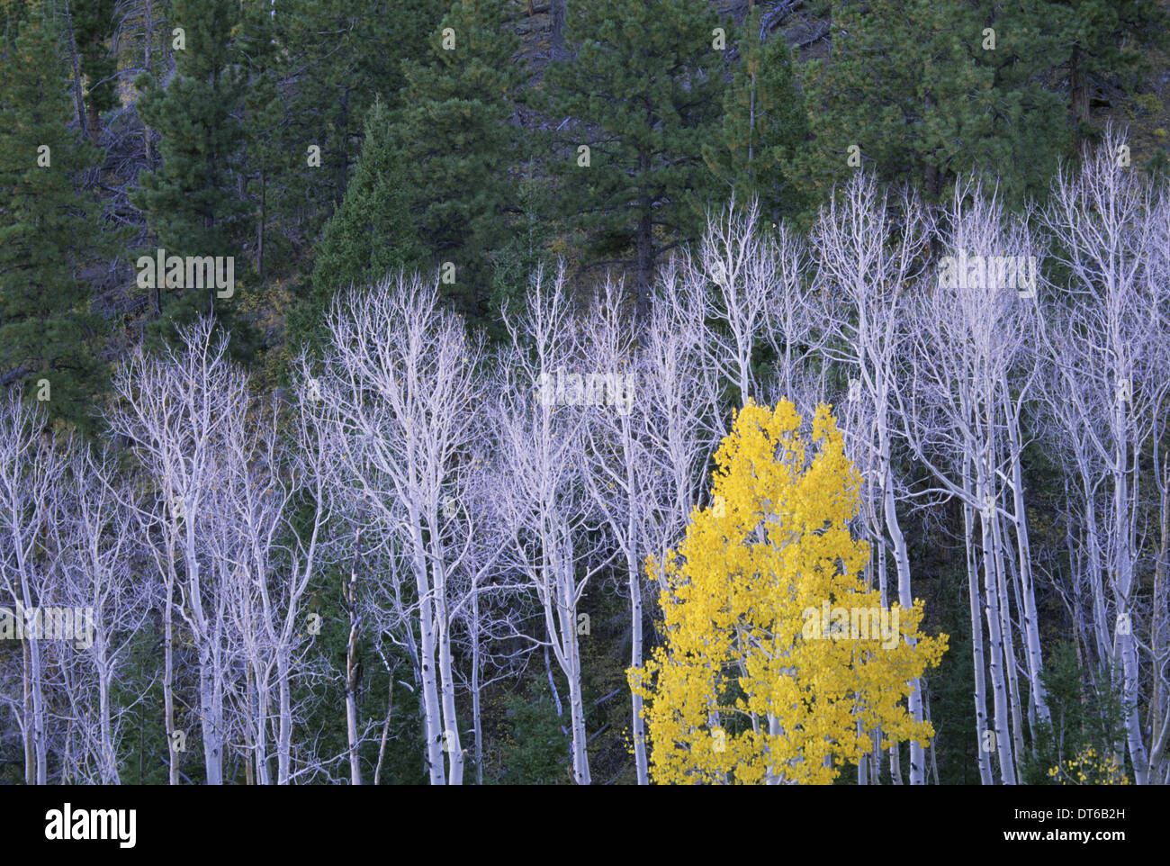 Dixie National Forest. Branches des troncs blancs de trembles, avec feuillage brun-jaune. Vert foncé des pins. Banque D'Images