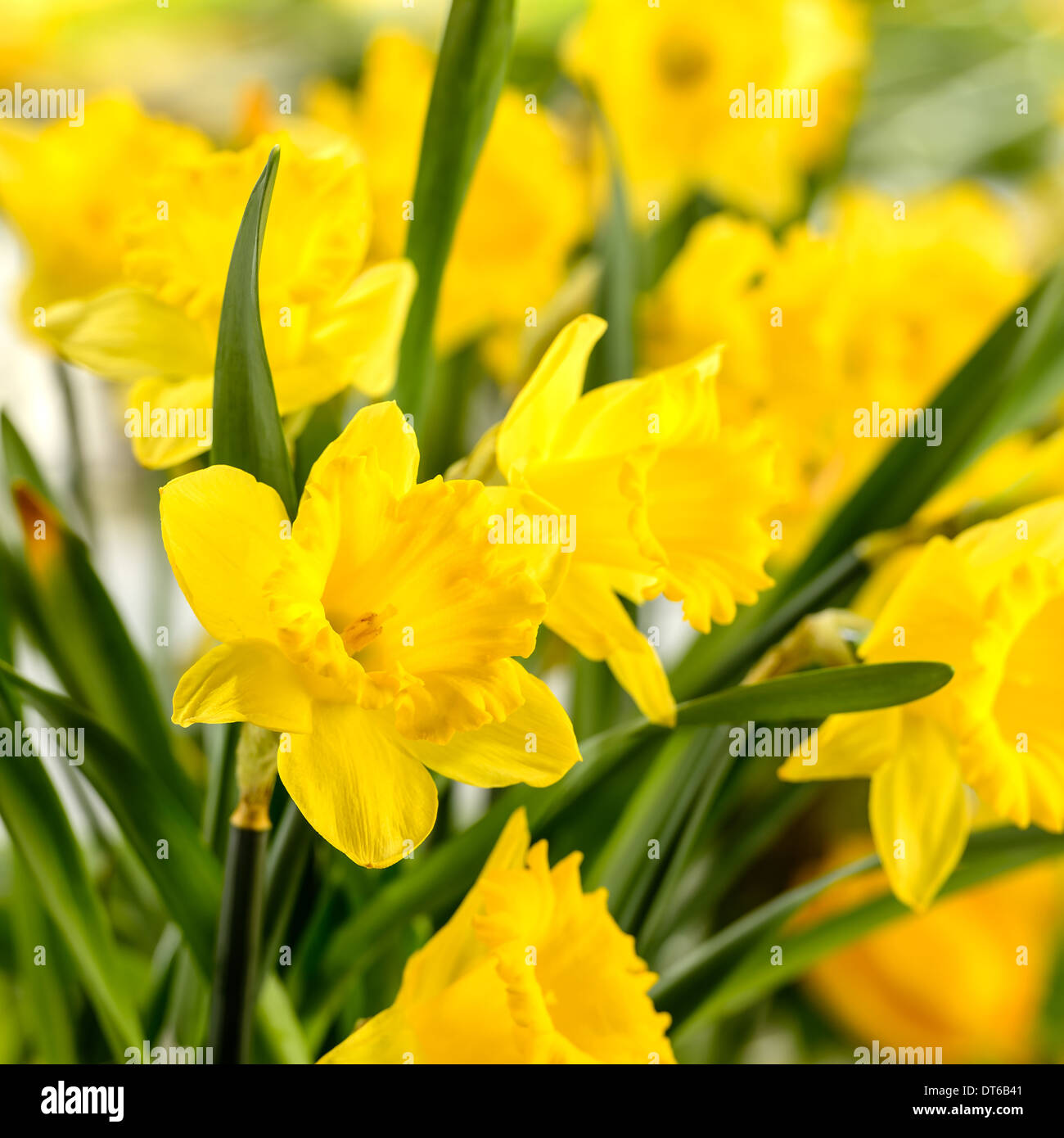 Close-up de narcisse jaune fleur de printemps Banque D'Images