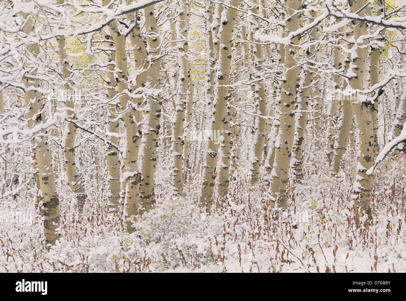 Une forêt de trembles dans les montagnes Wasatch, avec l'écorce blanche. Couverture de neige sur le terrain. Banque D'Images