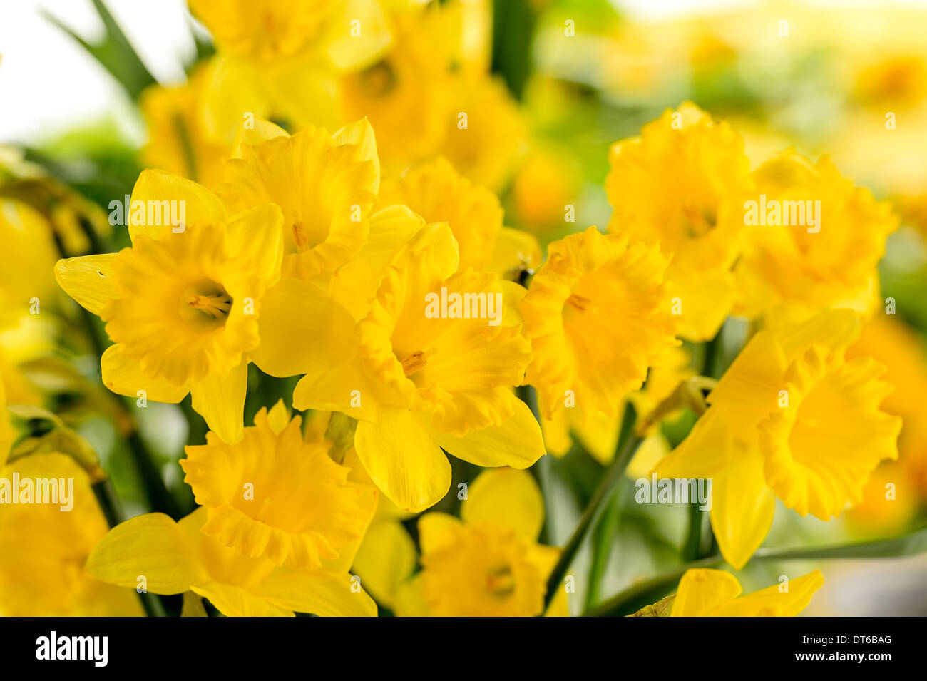 Détail de fleurs de printemps jaune narcisse Banque D'Images