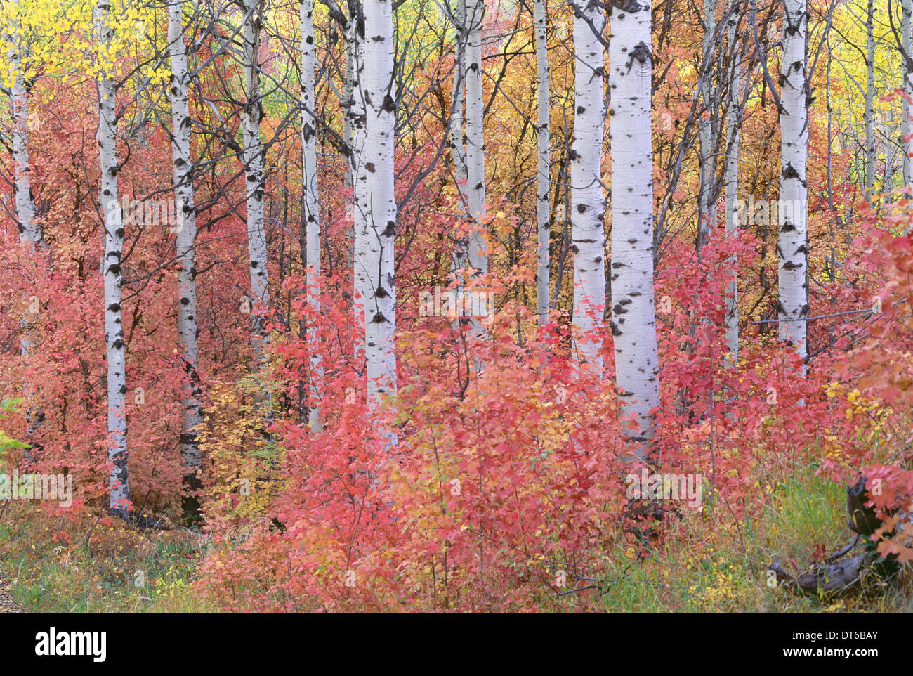 Une forêt de trembles dans les montagnes Wasatch, frappant avec feuillage d'automne jaune et rouge. Banque D'Images