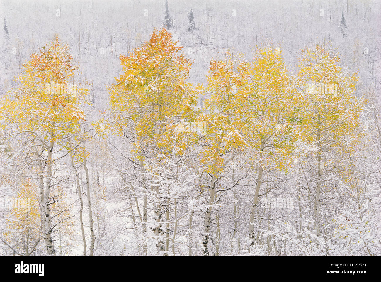 Une forêt de trembles dans les montagnes Wasatch, frappant avec feuillage d'automne jaune et rouge. La neige au sol. Banque D'Images