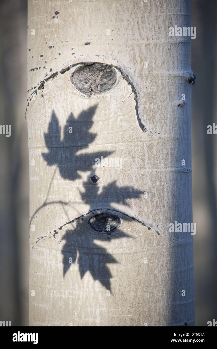 Un tremble avec écorce blanc lisse. Le contour de l'ombre trois feuilles d'érable sur le tronc. Banque D'Images