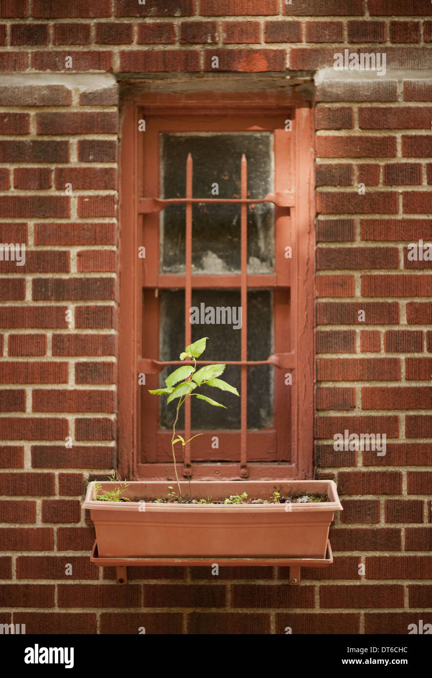 Le mur extérieur d'un immeuble de la ville de New York, une fenêtre étroite avec une seule plante dans un windowbox. Banque D'Images