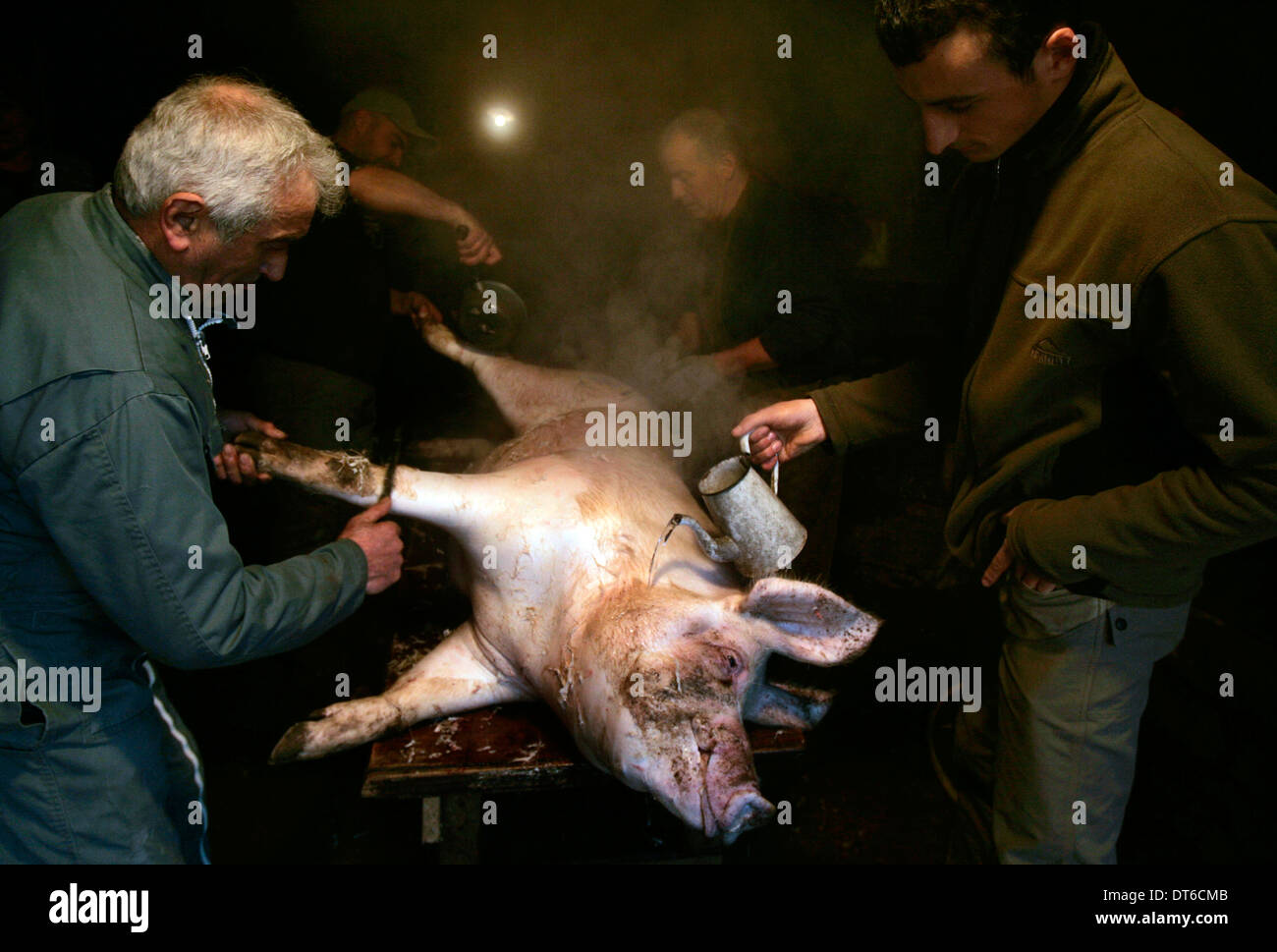 La manière traditionnelle de pig au petit village de Lozère, au sud de la France Banque D'Images