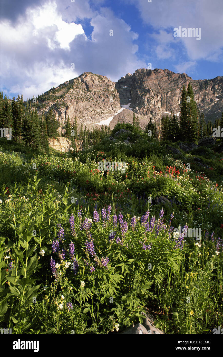 Paysage de Cottonwood Canyon Little Devil's Castle Mountain Peak, dans la chaîne de montagnes Wasatch. Fleurs sauvages dans les hautes herbes. Banque D'Images