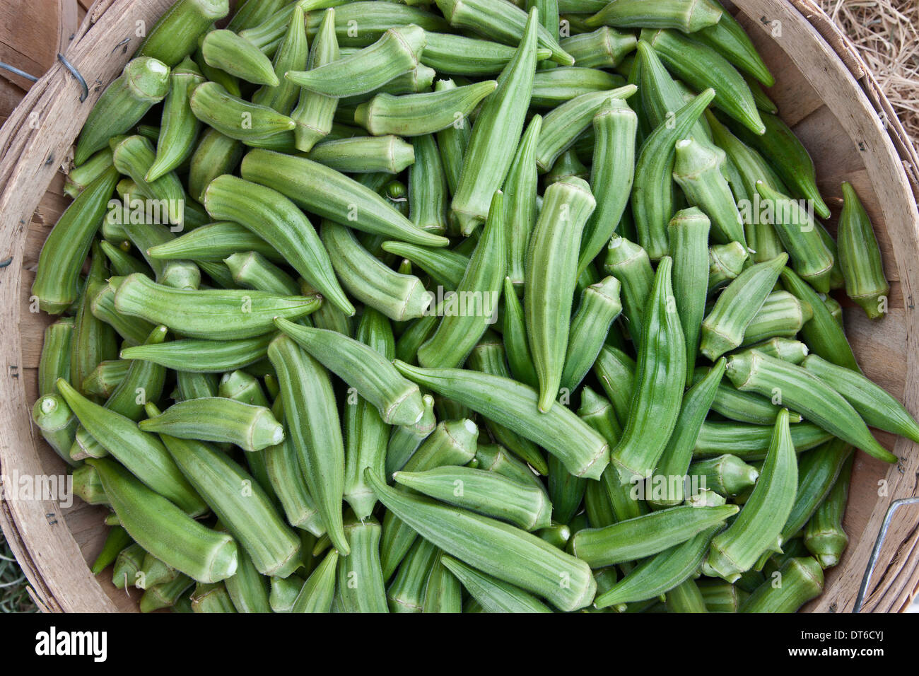 L'Okra récoltés dans panier 'Abelmoschus esculentus', dans le Comté de Riverside, en Californie. Banque D'Images