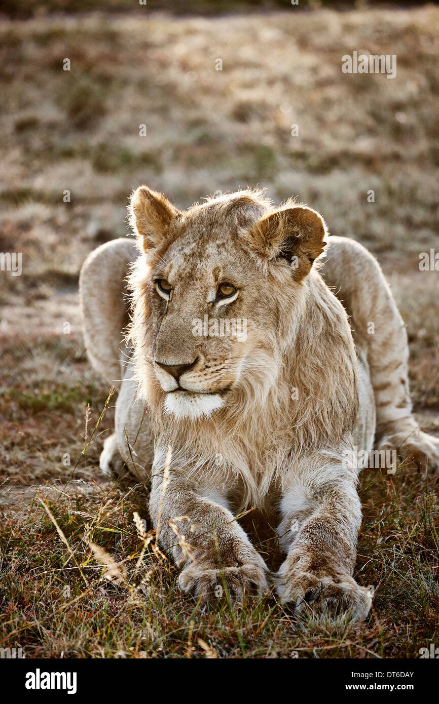 Lionne, d'alerte, Masai Mara, Kenya, Afrique Narok Banque D'Images