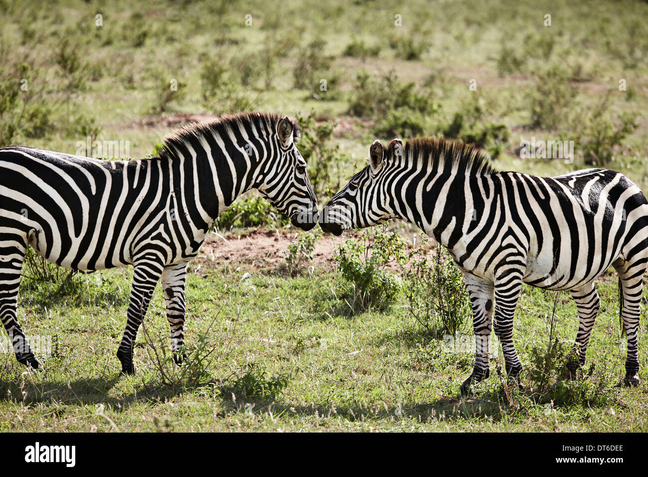 Deux zèbres face à face, Masai Mara, Kenya, Afrique, Narok Banque D'Images