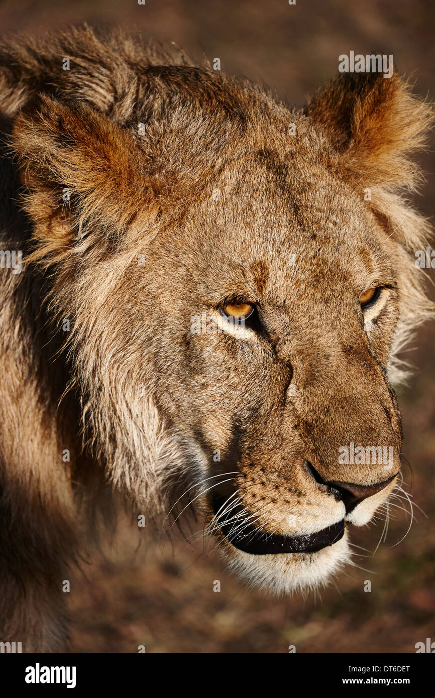 Close up of alert lionne, Masai Mara, Kenya, Afrique, Narok Banque D'Images