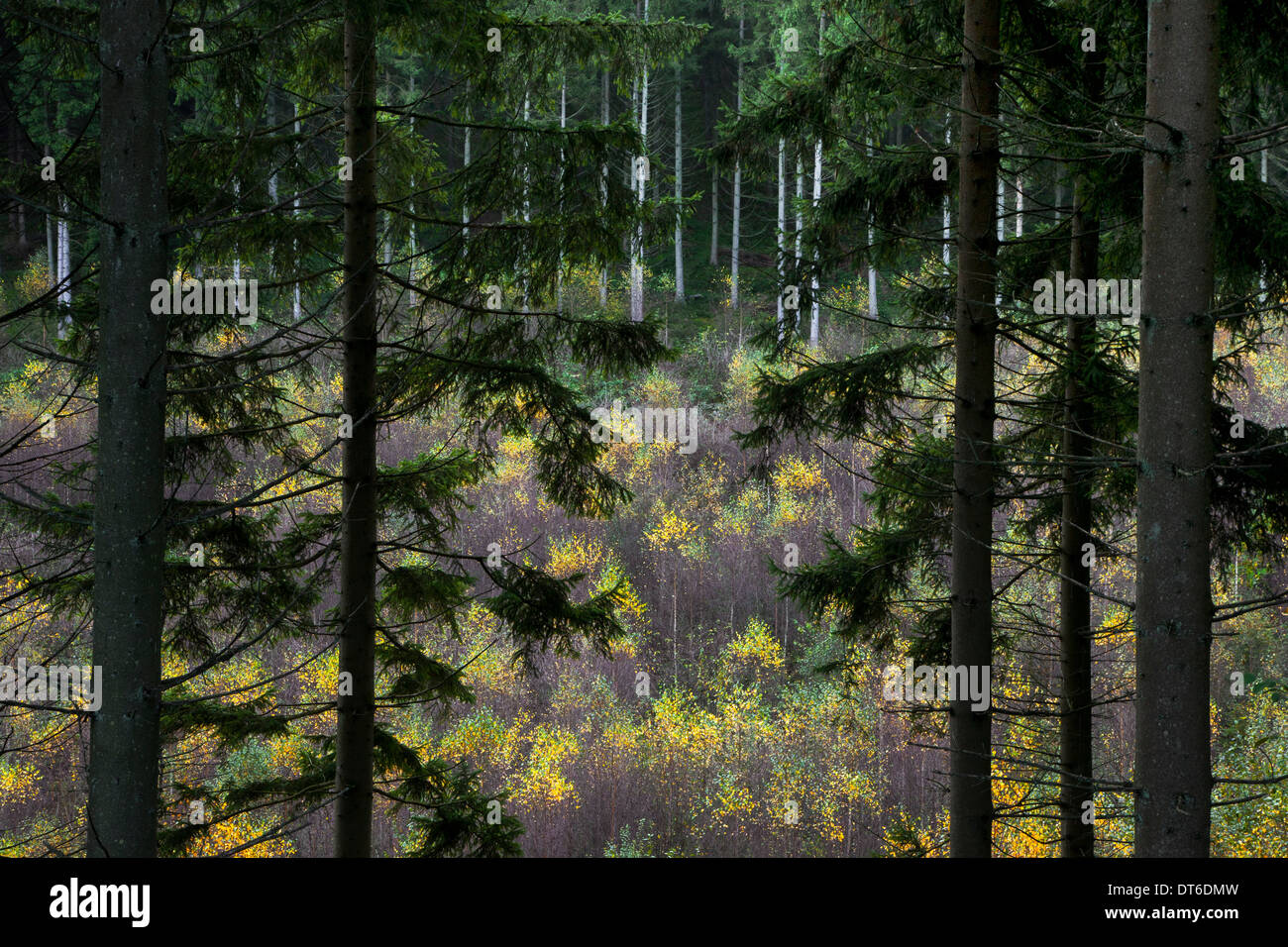 Forêt mixte montrant des pins sur pente et bouleaux croissant dans valley Banque D'Images