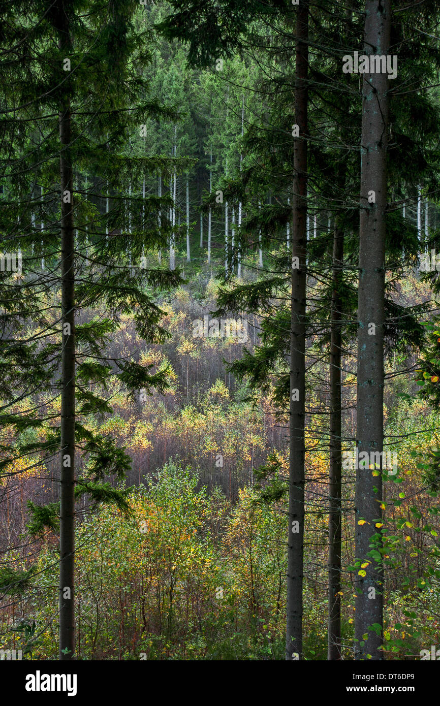 Forêt mixte montrant des pins sur pente et bouleaux croissant dans valley Banque D'Images