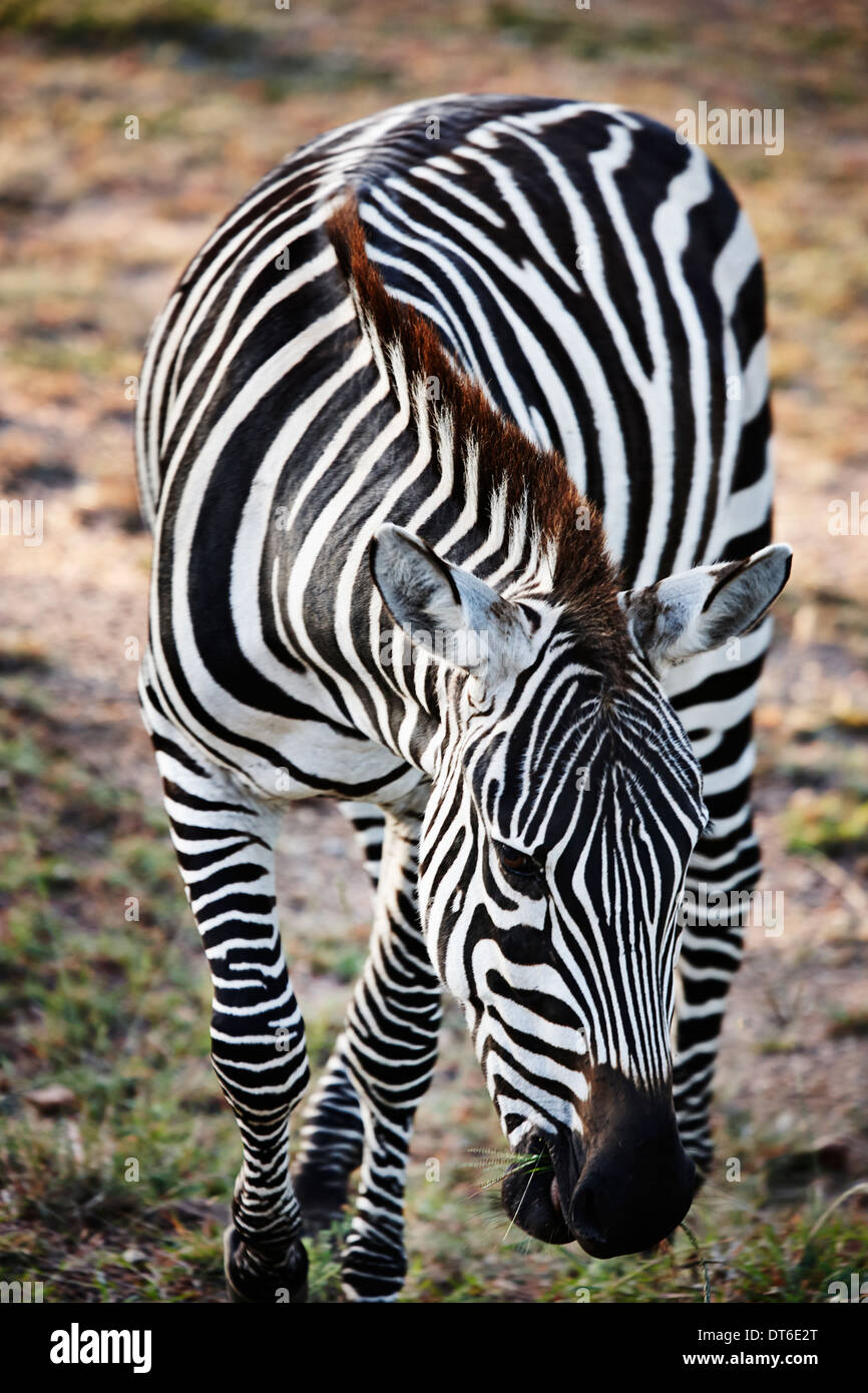 Zebra en mouvement, Masai Mara, Kenya, Afrique, Narok Banque D'Images