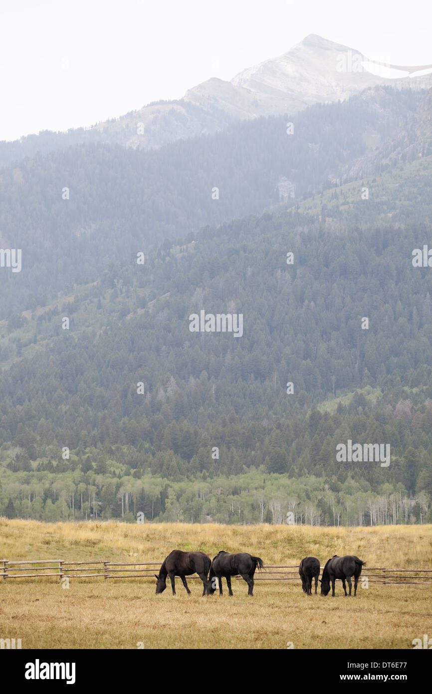 Un petit troupeau de chevaux, pâturage sur les plaines, avec un fond de montagnes avec des sommets enneigés. Banque D'Images