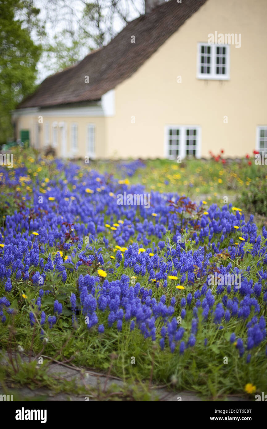 Une vieille maison avec un rose pâle peint mur extérieur. Jardin des plantes et des fleurs. Les bulbes de miscanthus bleu vif. Banque D'Images