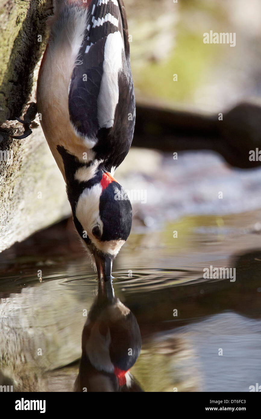 Pic épeiche mâle, Dendrocopos major, boire d'un étang, à l'East Yorkshire UK Banque D'Images