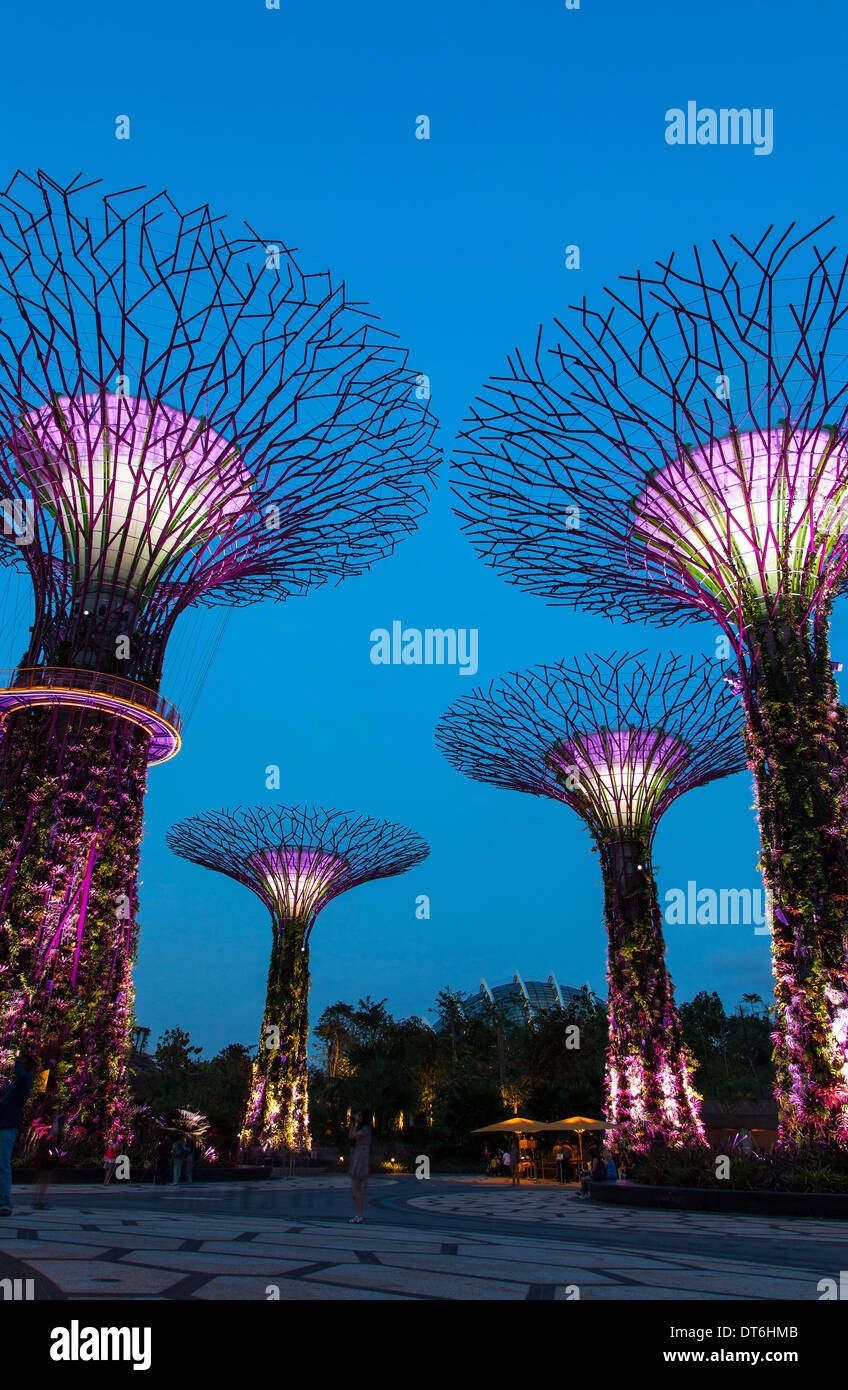 Supertree rainure de jardins au bord de la bay, Singapour Banque D'Images