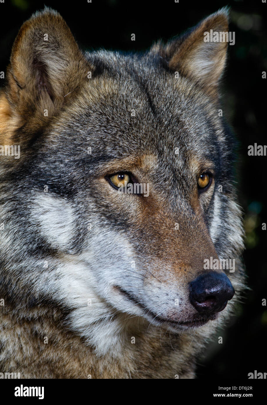 Portrait d'un loup gris (Canis lupus) Banque D'Images
