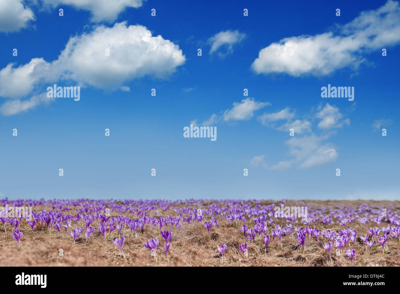 Fleur de printemps crocus close up Banque D'Images