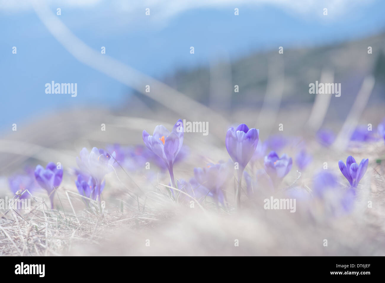 Fleur de printemps crocus close up Banque D'Images