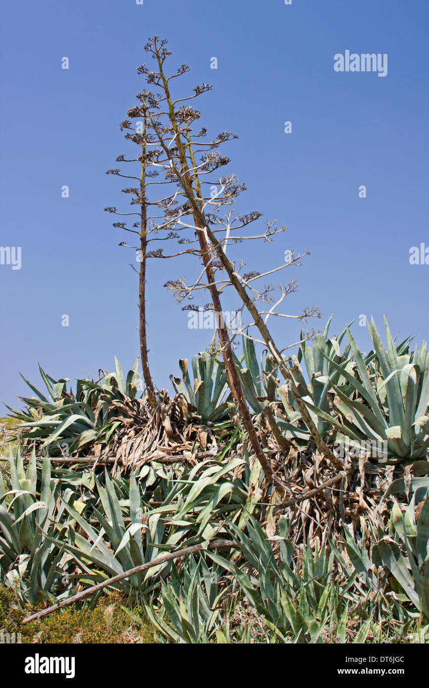 Ou Agave Century plant en fleur Banque D'Images