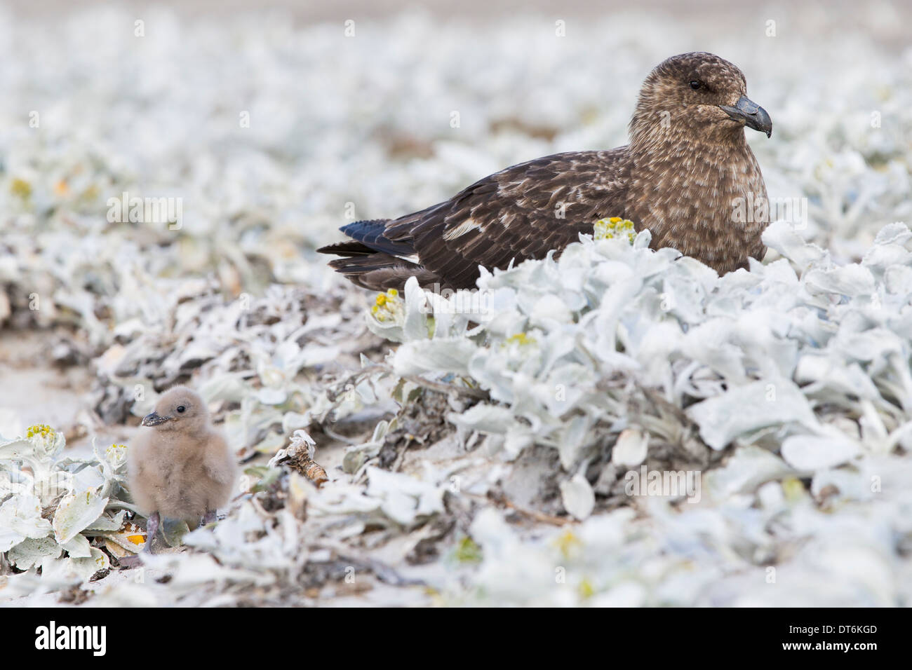 Un adulte skua et chick parmi la mer chou sur l'île plus sombre dans les Malouines Banque D'Images