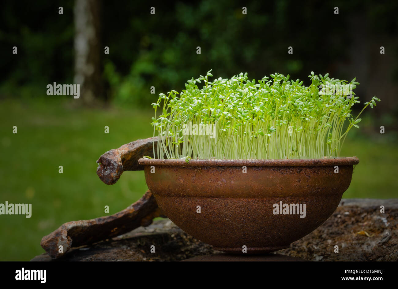 Cress Rocal Cress seeds Banque de photographies et d’images à haute résolution - Alamy