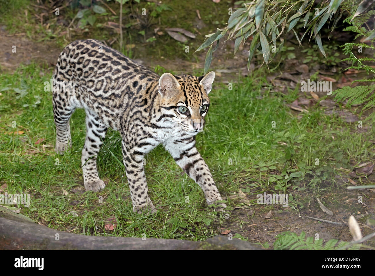L'Ocelot (Leopardus pardalis) marche dans une forêt tropicale humide Banque D'Images