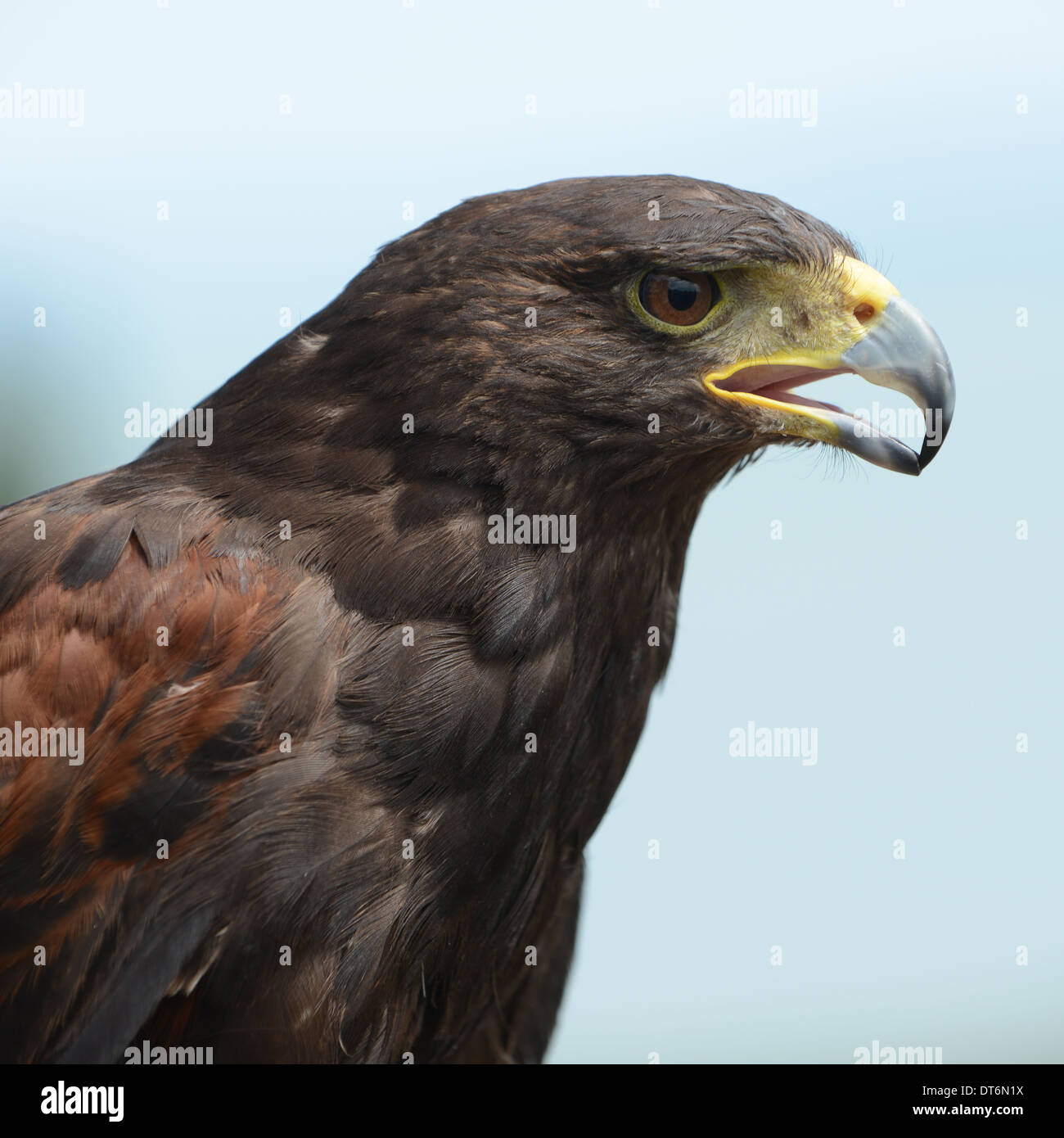 Harris Hawk (oiseau de proie) Détail de la tête. Banque D'Images