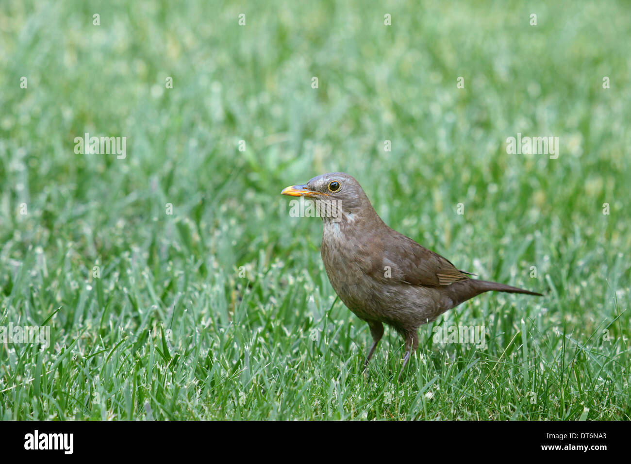 Oiseau noir (Turdus merula) une femme dans une herbe verte Banque D'Images