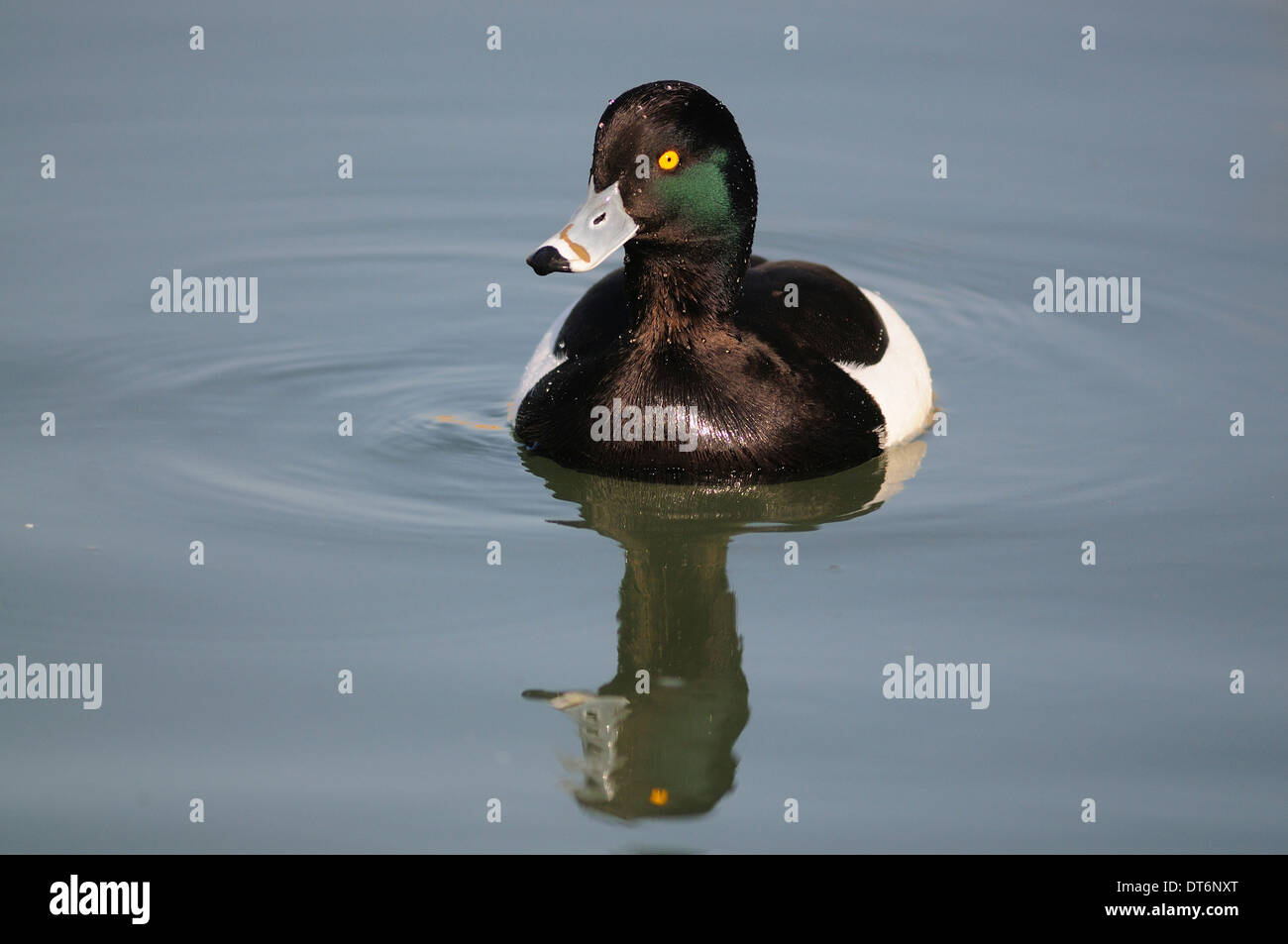 Un fuligule morillon sur water UK Banque D'Images