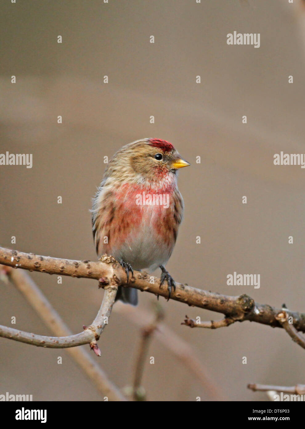 Sizerin flammé (Carduelis flammea) Banque D'Images