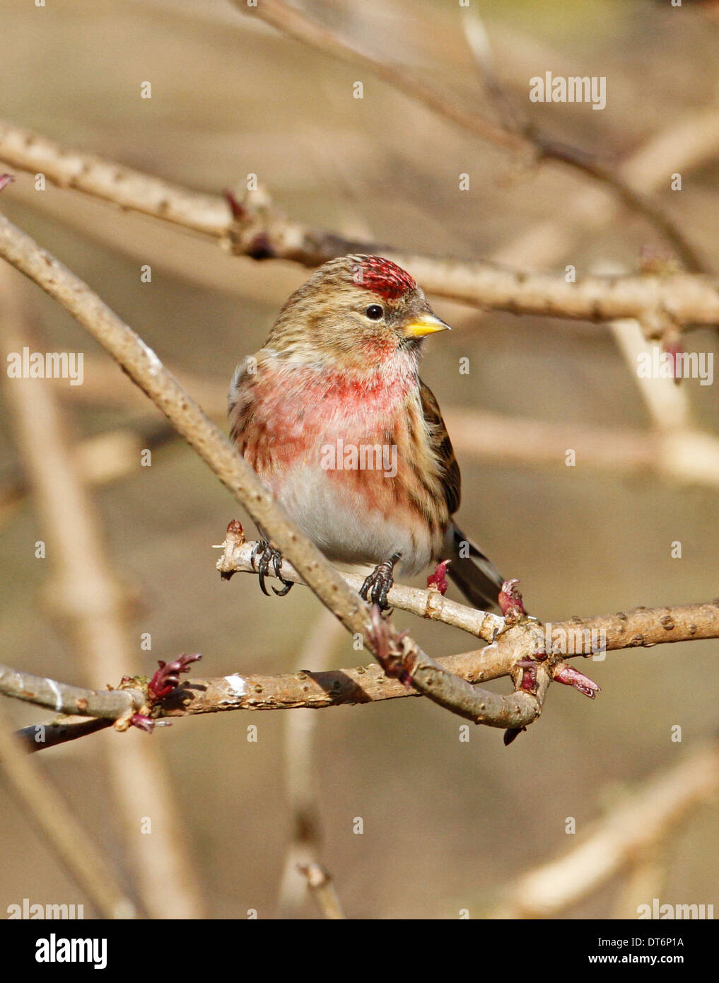 Sizerin flammé (Carduelis flammea) Banque D'Images
