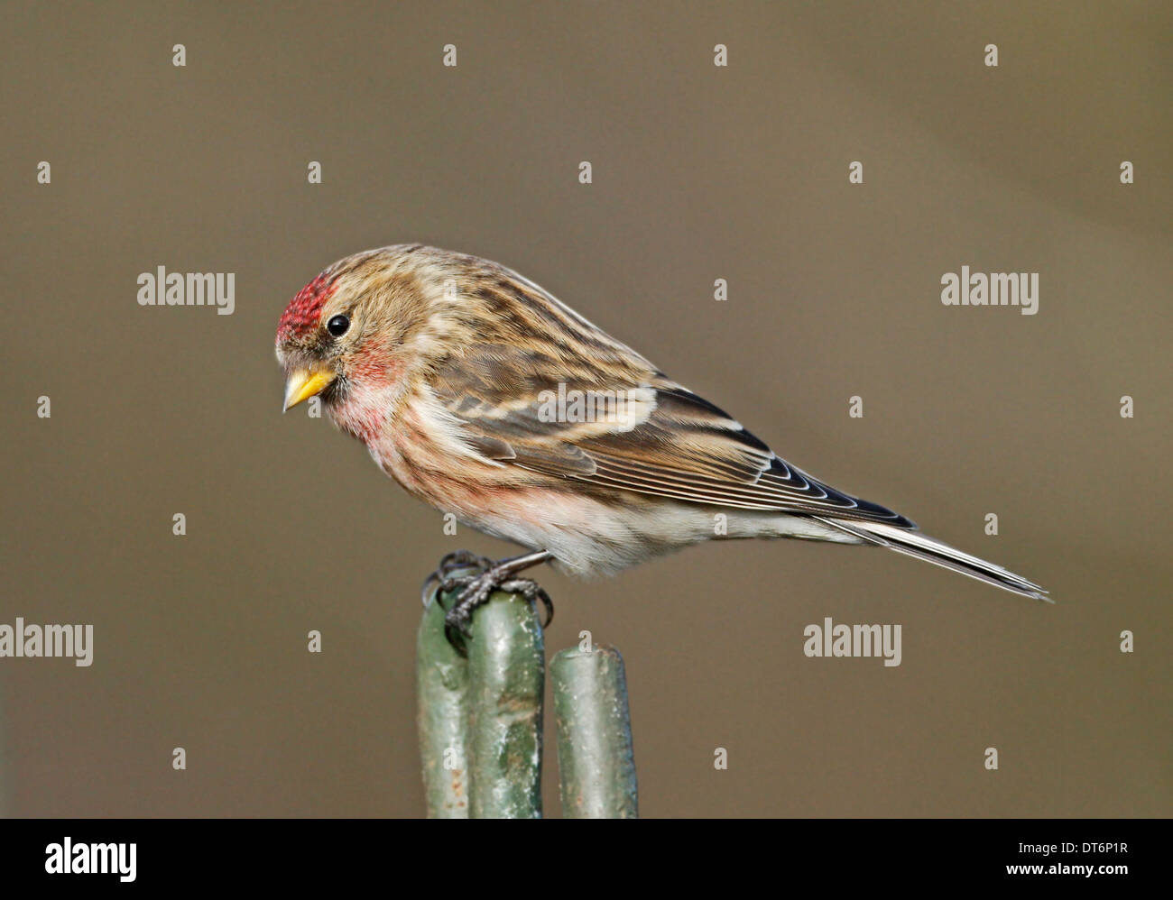 Sizerin flammé (Carduelis flammea) Banque D'Images