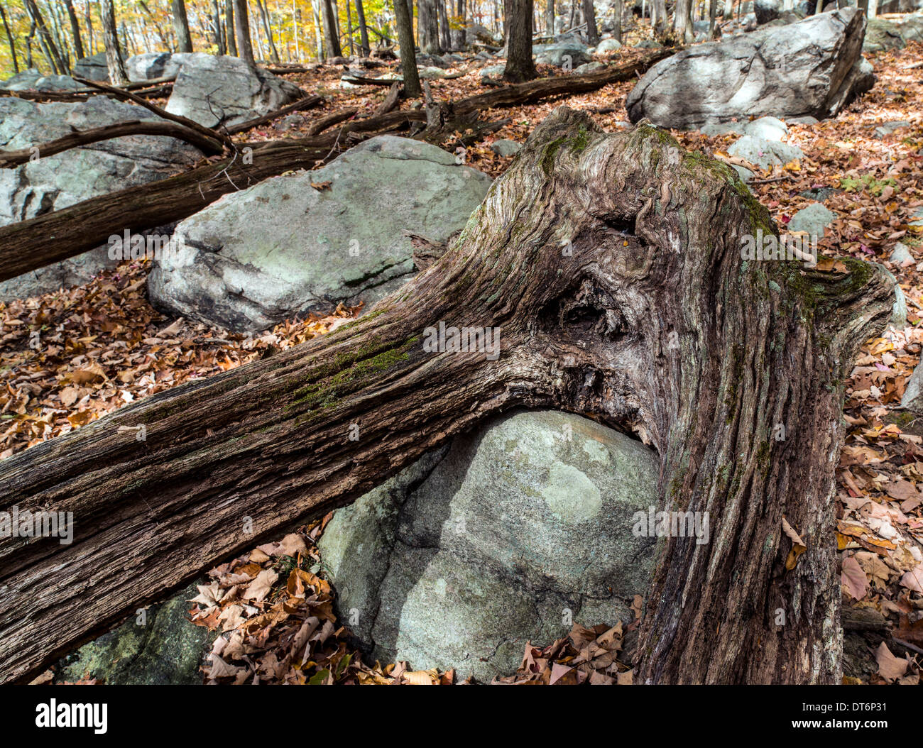 L'automne à Harriman State Park, État de New York par le lac Banque D'Images