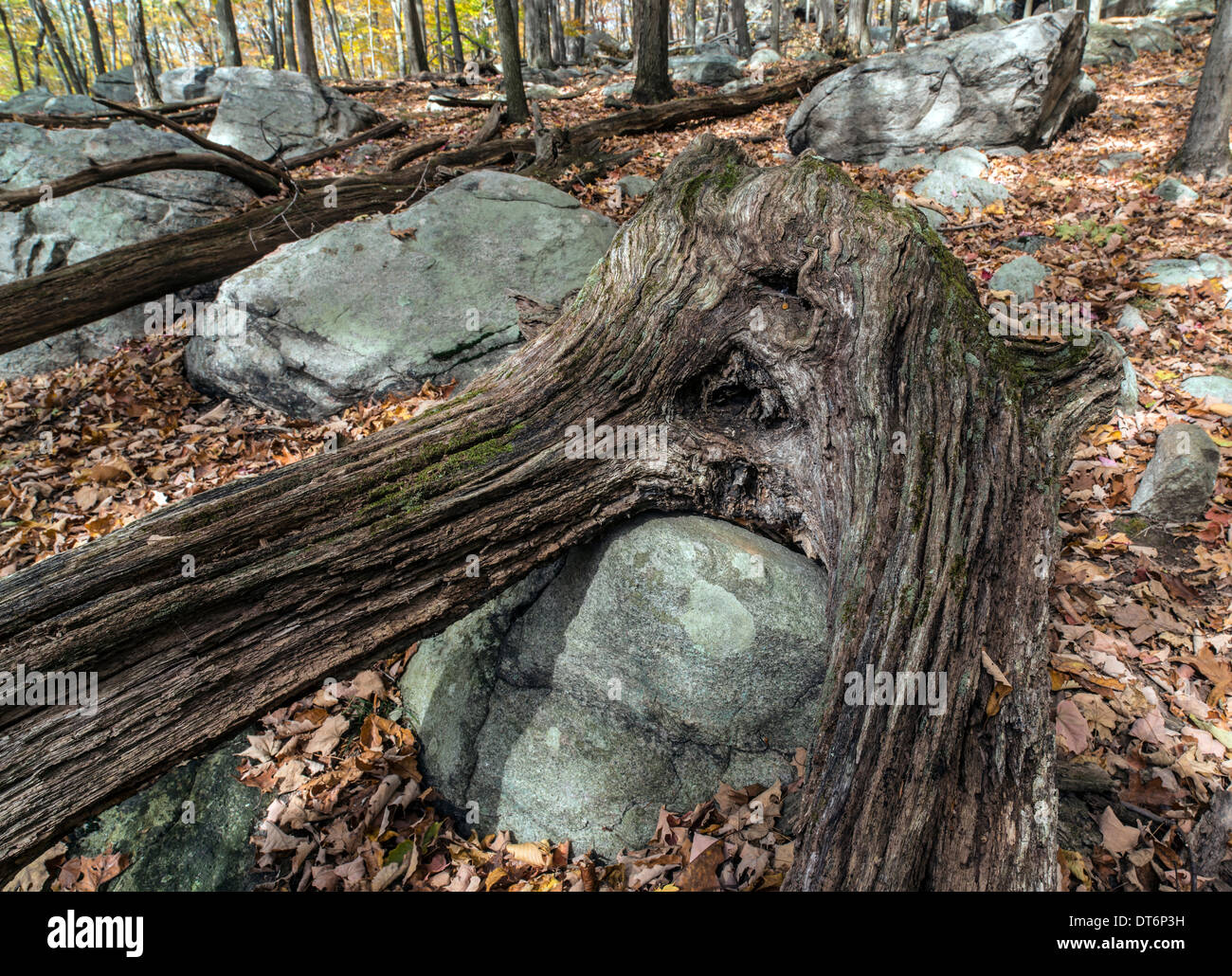 L'automne à Harriman State Park, État de New York par le lac Banque D'Images