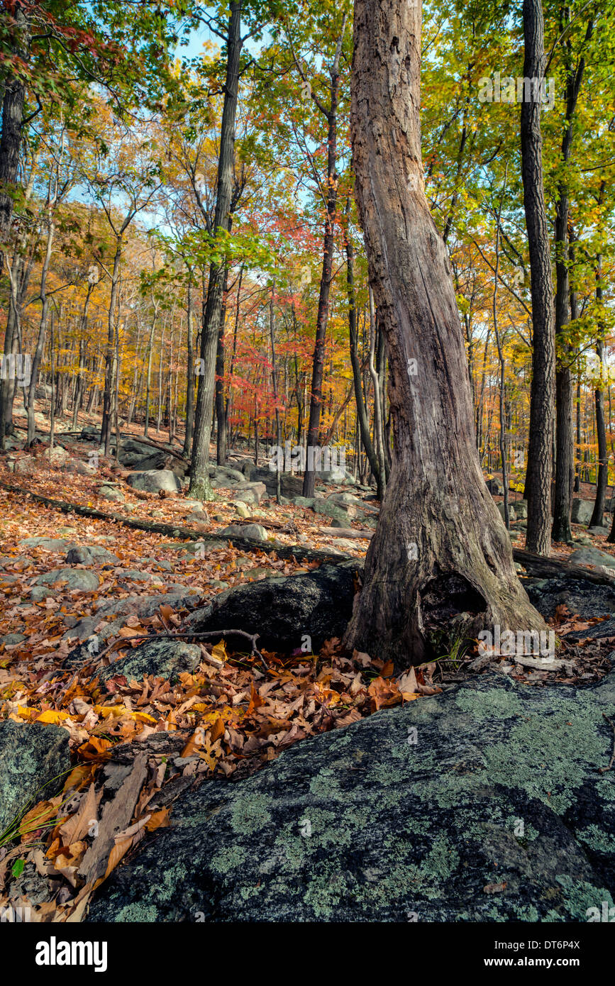 L'automne à Harriman State Park, État de New York par le lac Banque D'Images