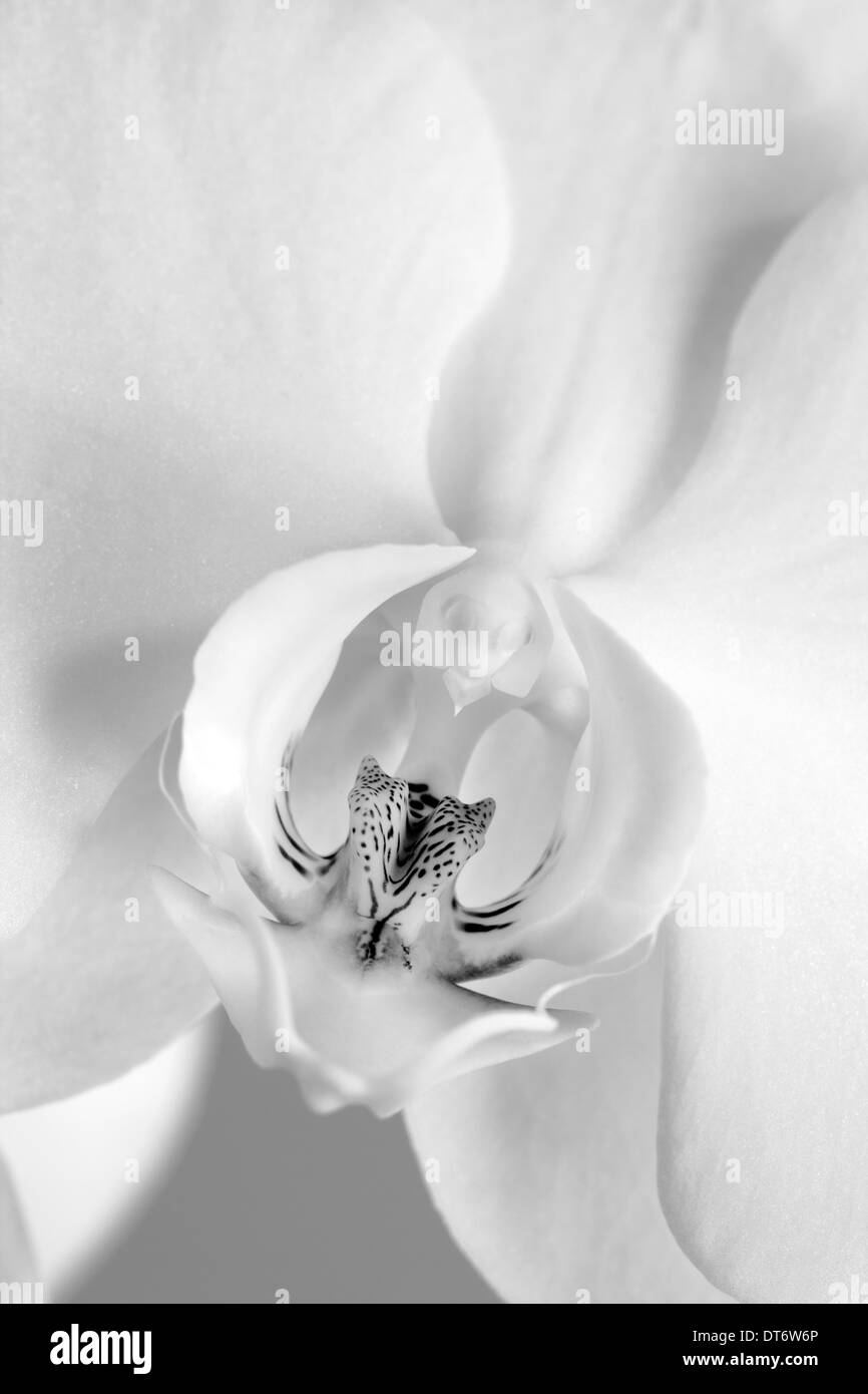 Close up photographie d'orchid Blossom. Banque D'Images
