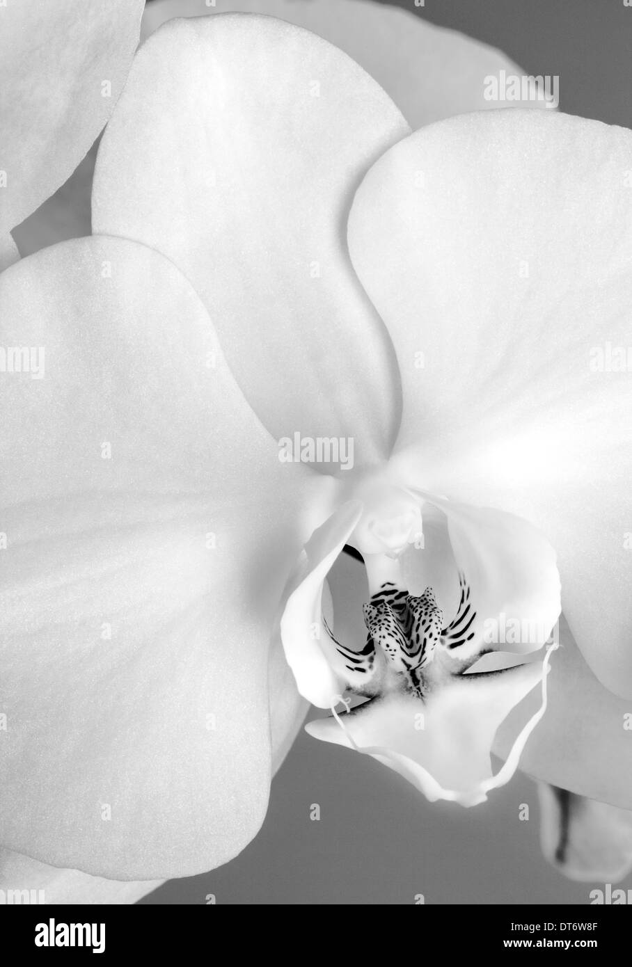 Close up noir et blanc photographie d'orchid Blossom. Banque D'Images