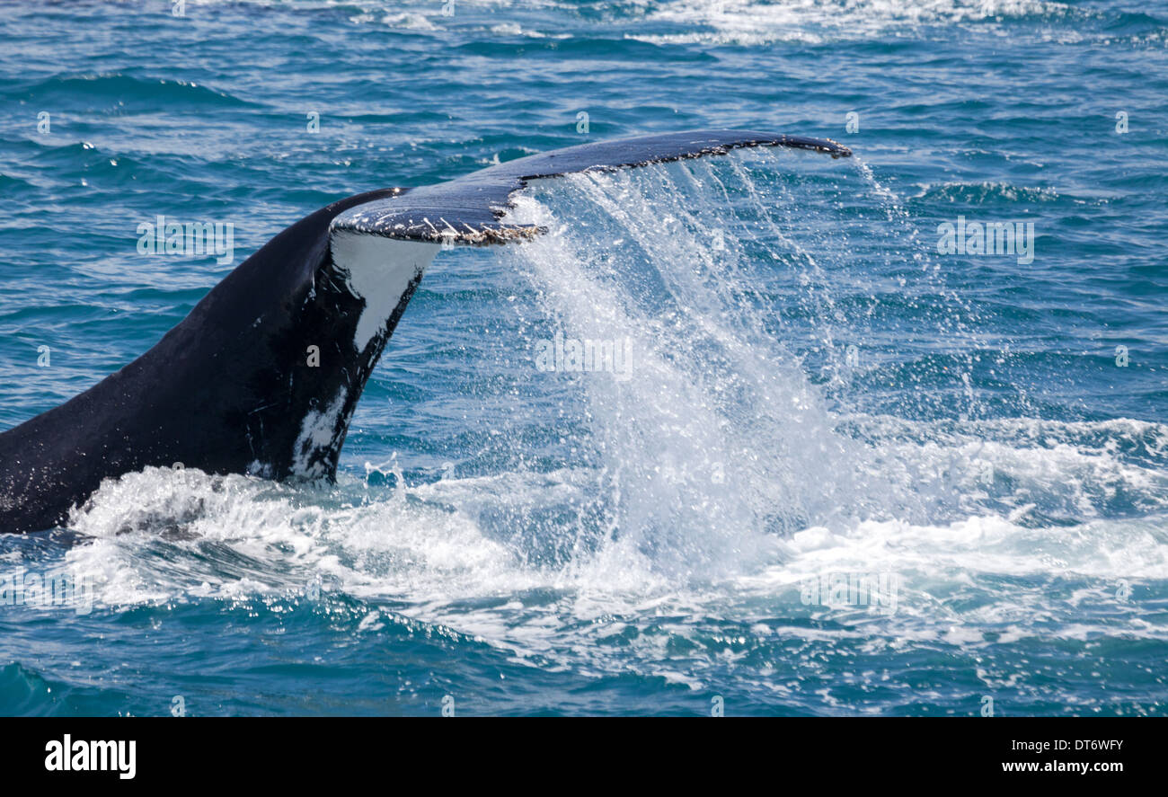 Les baleines rester pendant un certain temps à Hervey Bay Banque D'Images