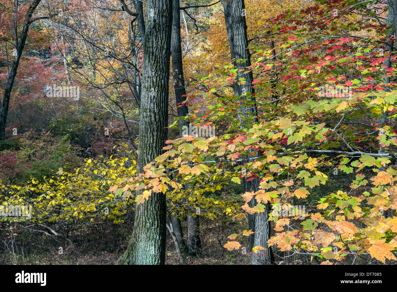 L'automne à Harriman State Park, État de New York par le lac Banque D'Images