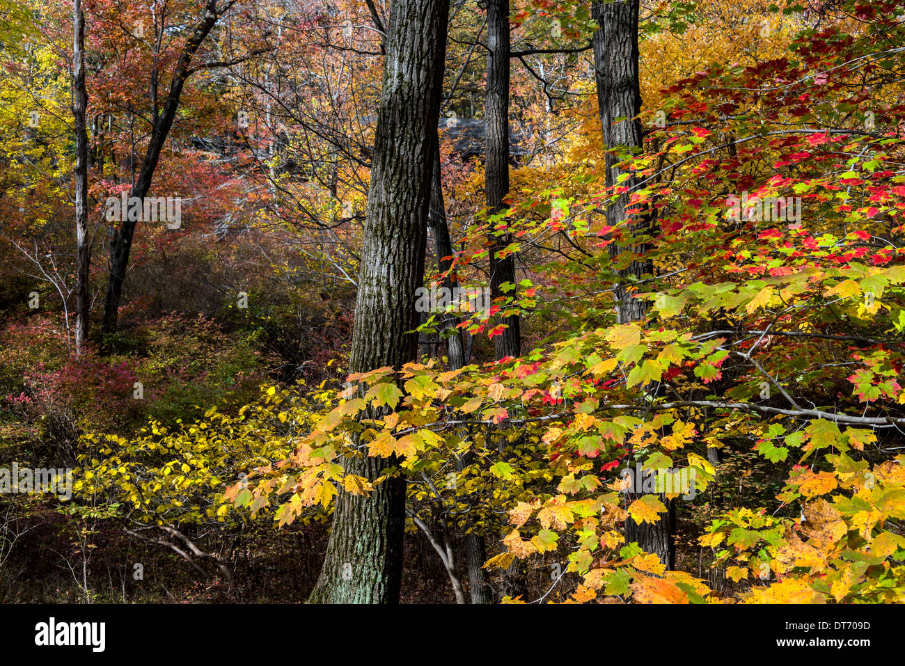 L'automne à Harriman State Park, État de New York par le lac Banque D'Images
