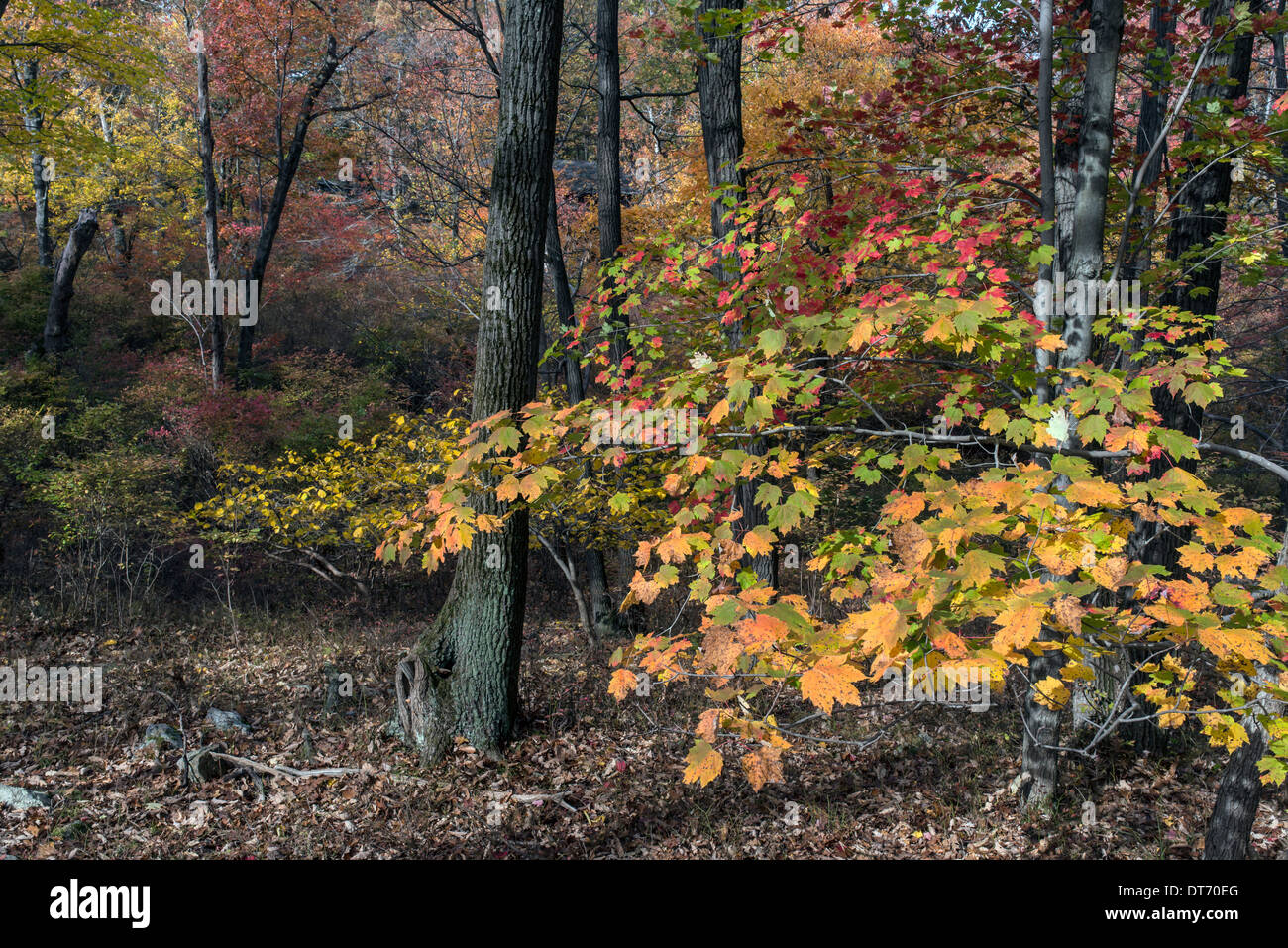 L'automne à Harriman State Park, État de New York par le lac Banque D'Images