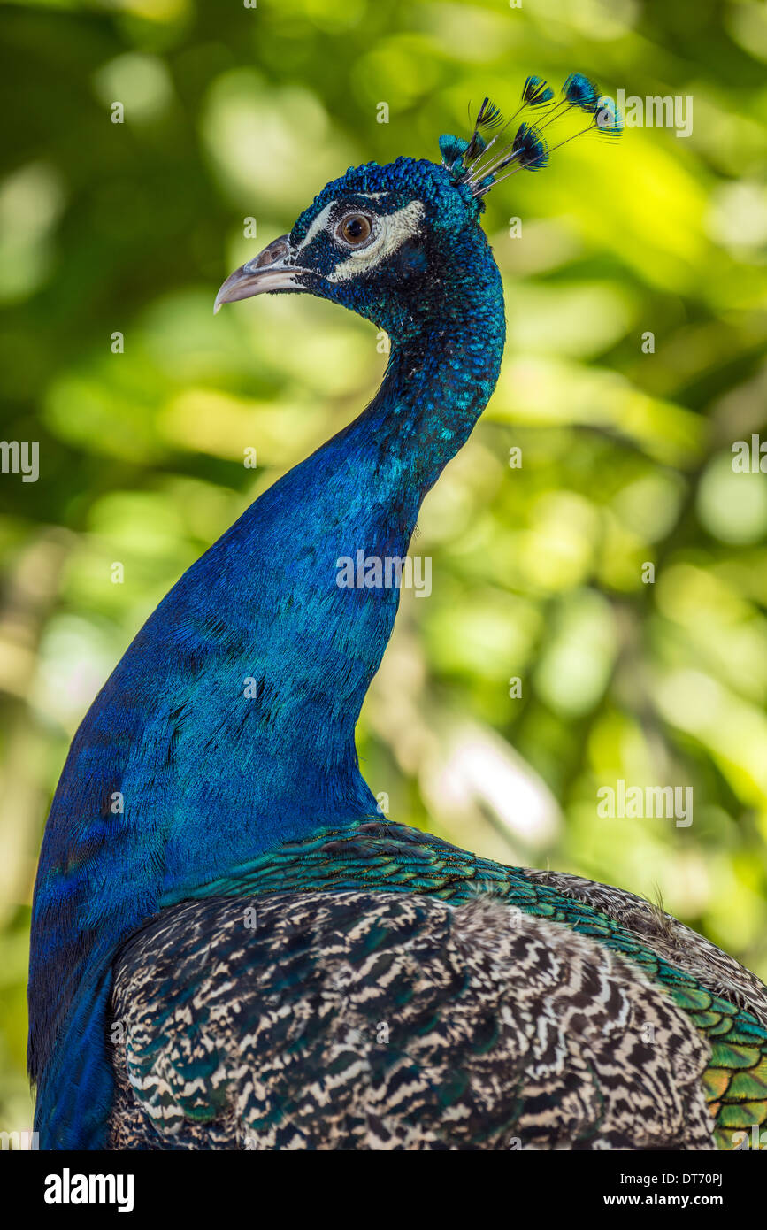 Paons sont deux l'asiatique et l'une espèce africaine d'oiseau en vol dans le genre Pavo de la famille, Phasianidae Banque D'Images