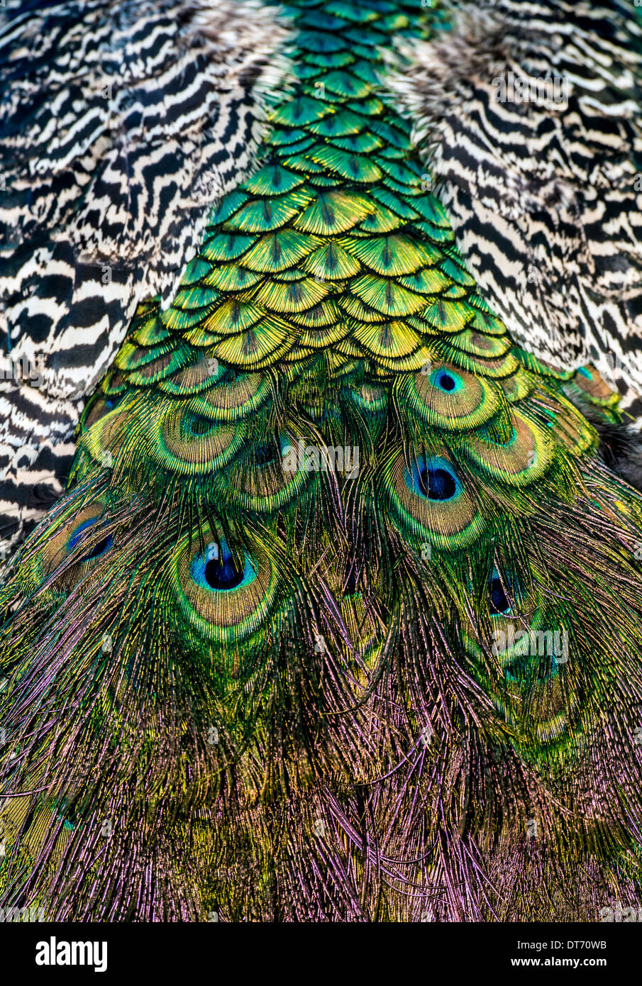 Paons sont deux l'asiatique et l'une espèce africaine d'oiseau en vol dans le genre Pavo de la famille, Phasianidae Banque D'Images