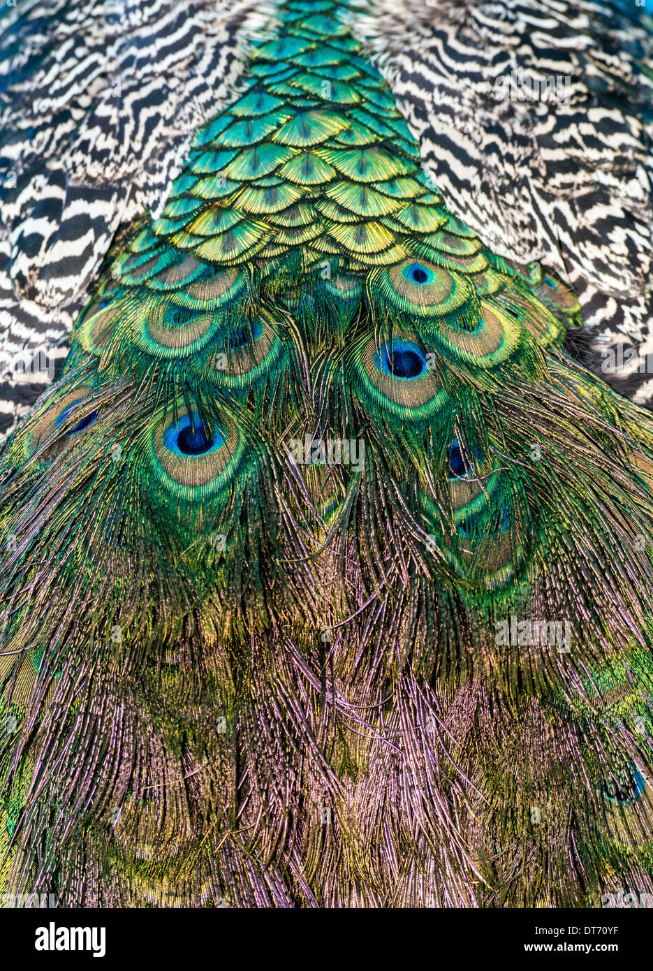 Paons sont deux l'asiatique et l'une espèce africaine d'oiseau en vol dans le genre Pavo de la famille, Phasianidae Banque D'Images