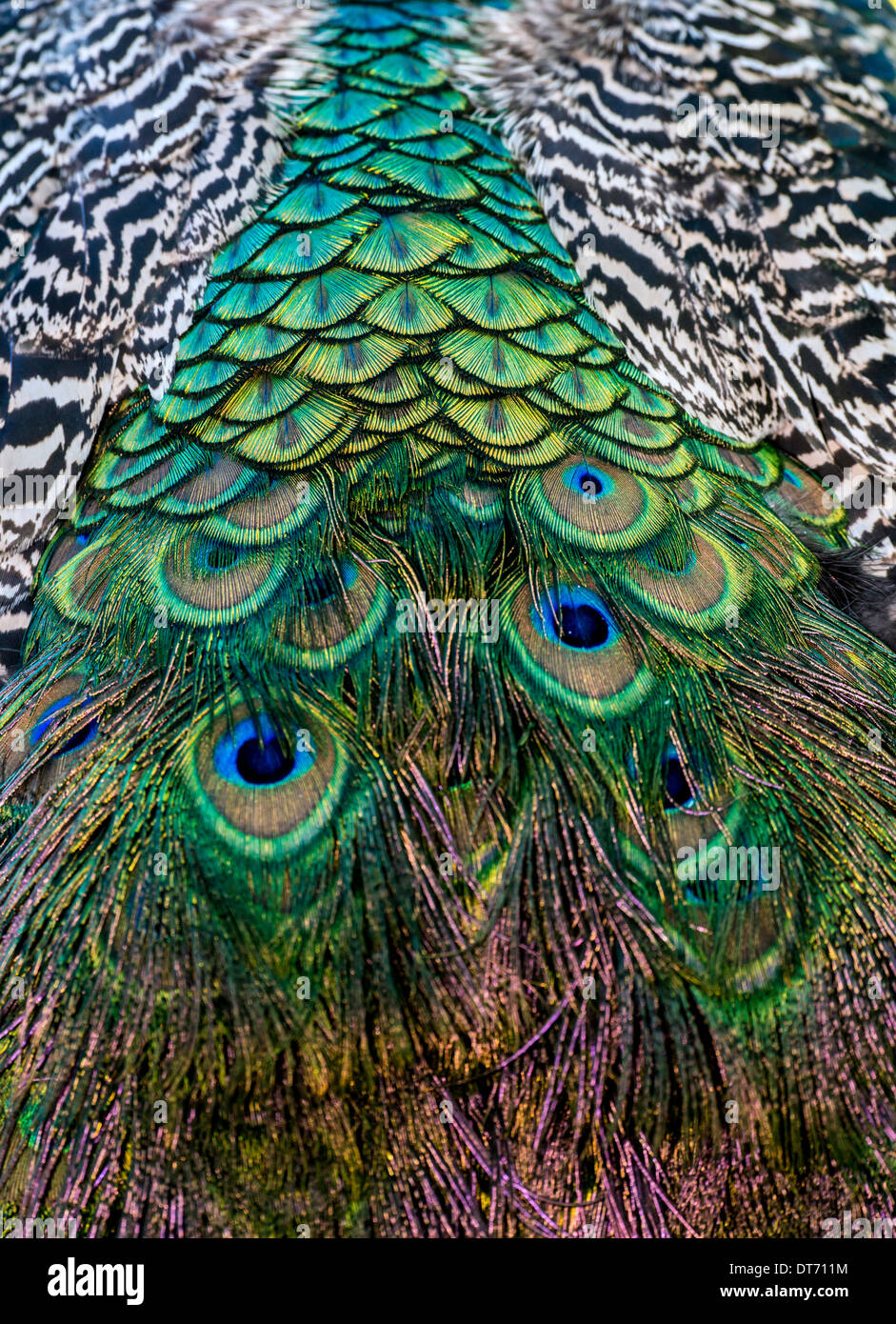 Paons sont deux l'asiatique et l'une espèce africaine d'oiseau en vol dans le genre Pavo de la famille, Phasianidae Banque D'Images