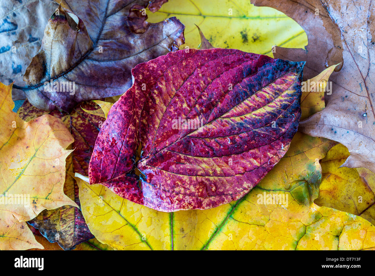 Parc d'État Harriman, New York vue d'état de sol forestier avec des feuilles Banque D'Images