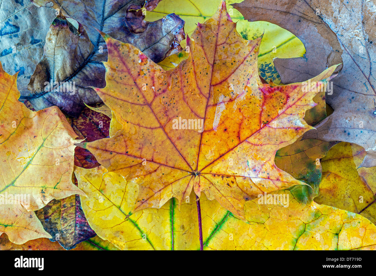Parc d'État Harriman, New York vue d'état de sol forestier avec des feuilles Banque D'Images