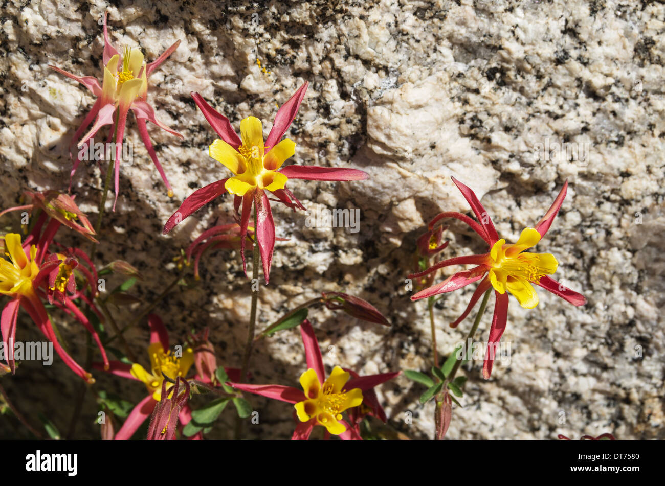 Sierra columbine fleurs sauvages à côté d'un bloc de granite dans les montagnes de la Sierra Nevada Banque D'Images